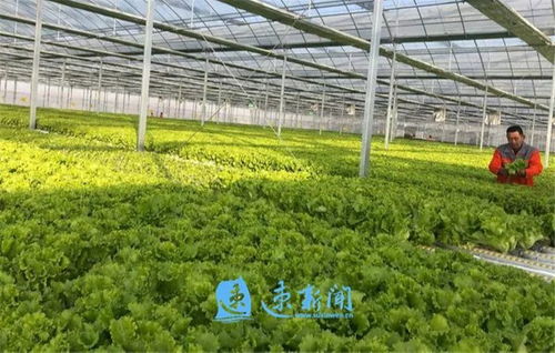 創(chuàng)特色樹(shù)品牌 市湖濱新區(qū)按下現(xiàn)代農(nóng)業(yè)發(fā)展快車(chē)鍵